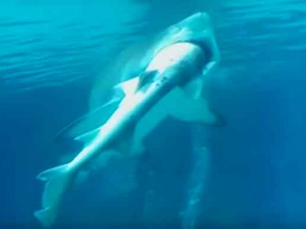 shark shark