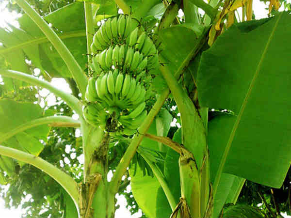 भगवान विष्णु का रूप