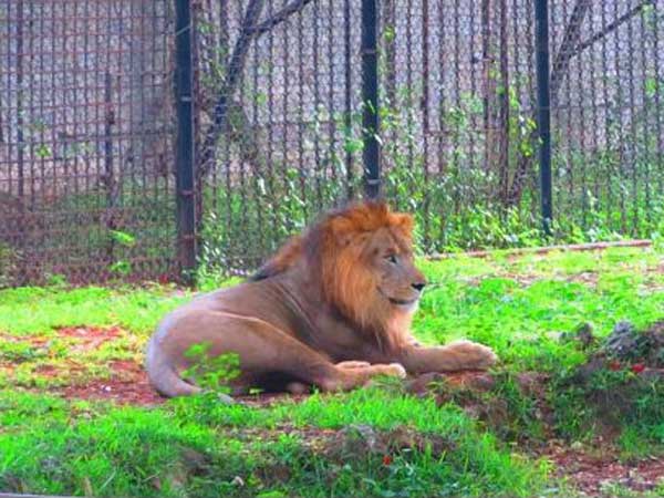 lion lion