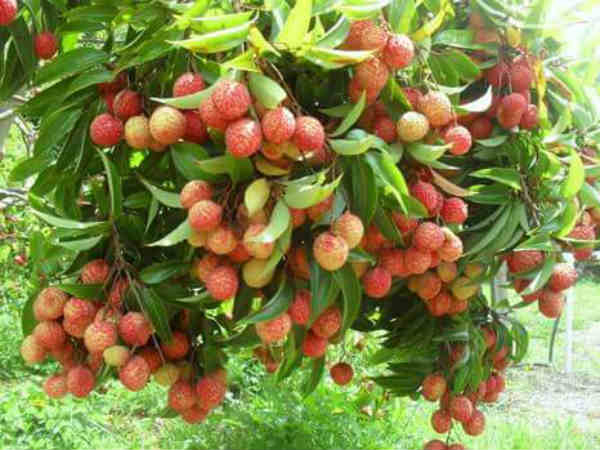लीची की मिठास ने मुजफ्फरपुर को बनाया बिहार की अघोषित राजधानी | Muzaffarpur- a capital of litchi fruit - Hindi Oneindia