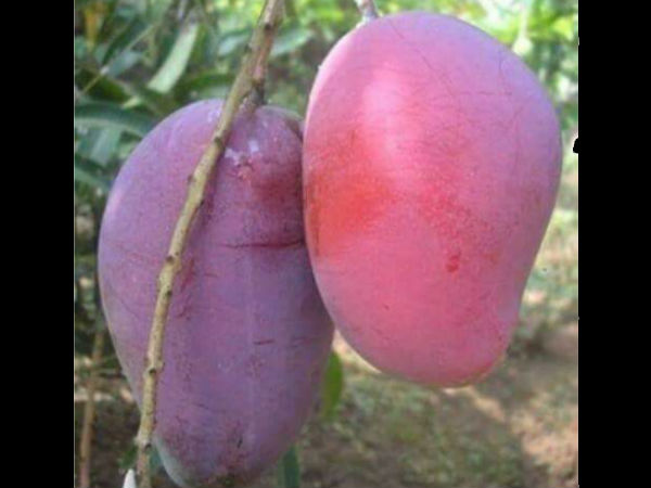 Mangoes Mangoes