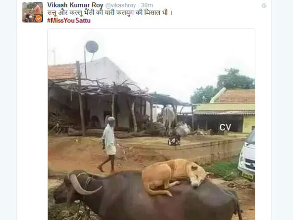 भैंस से दोस्ती