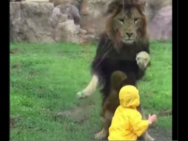lion lion