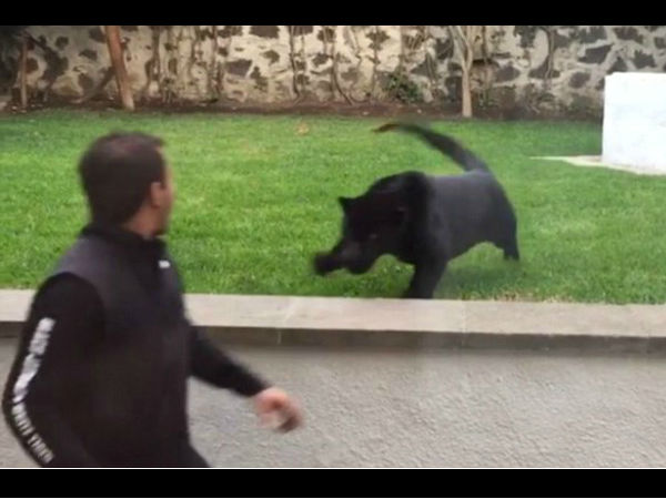 viral video viral video