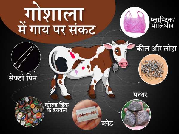 cow cow
