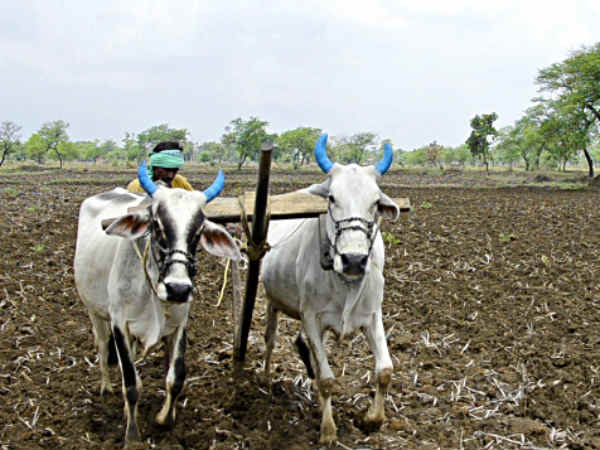 farmer farmer
