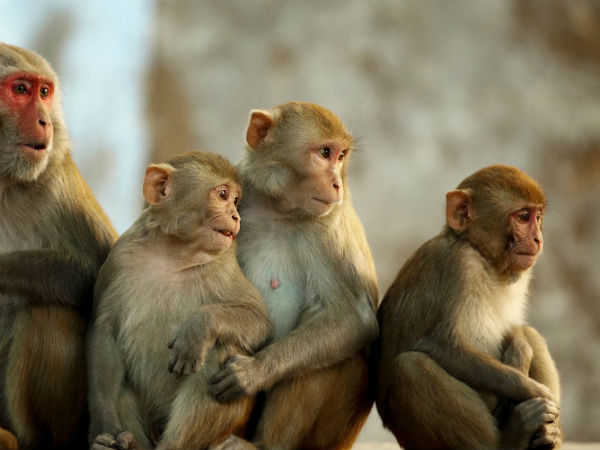 monkey population monkey population