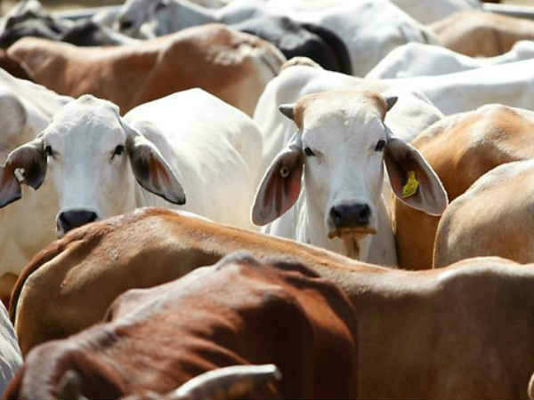 cows cows