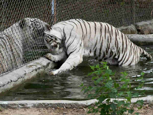 White tigress gives birth to cubs in Lucknow Zoo one died two survived White tigress gives birth to cubs in Lucknow Zoo one died two survived