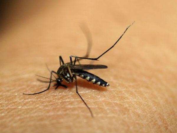 dengue dengue