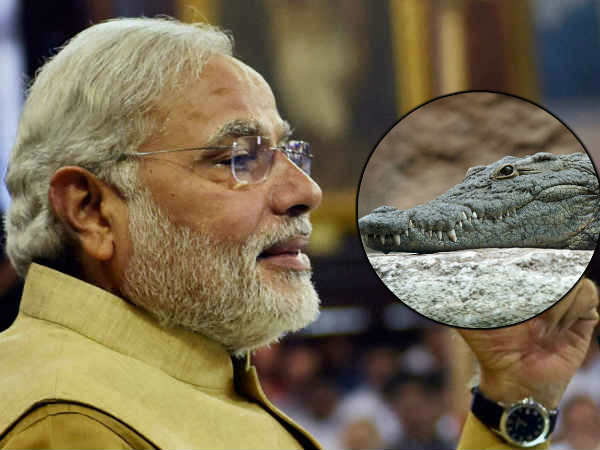 Birthday Special: ‘Fearless Narendra Modi brought home a crocodile’ Birthday Special: ‘Fearless Narendra Modi brought home a crocodile’