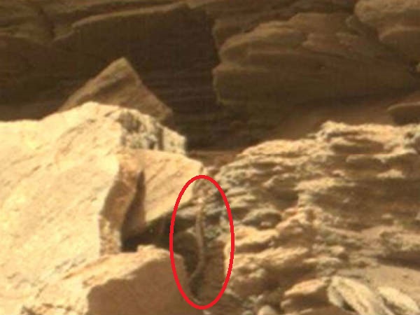 Snake spotted in NASA Mars photo feeds growing conspiracy theory Snake spotted in NASA Mars photo feeds growing conspiracy theory