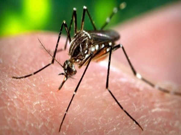 jaipur 8 positive results of zika virus found central sends high level committee jaipur 8 positive results of zika virus found central sends high level committee