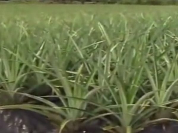 pineapple farm pineapple farm