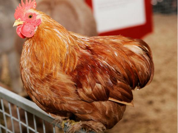 chicken chicken
