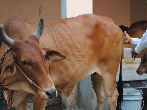 cow urine1 cow urine1