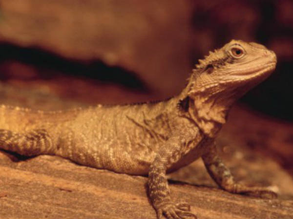 lizard lizard