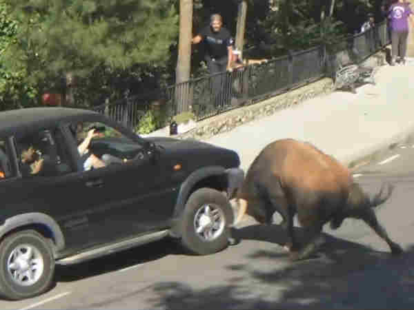 when Bull attack a SUV car when Bull attack a SUV car