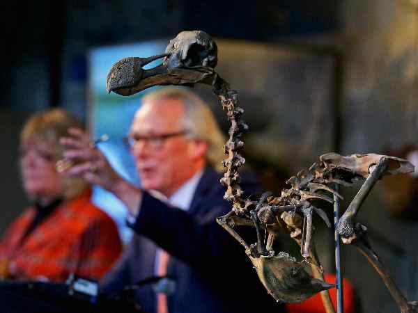 dodo skelton2 dodo skelton2
