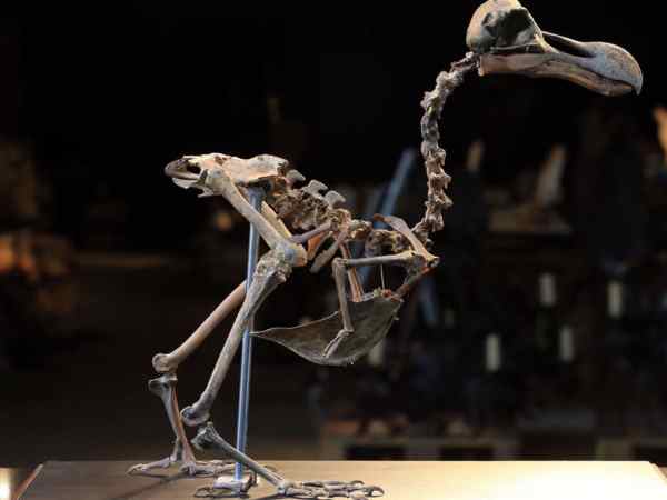 dodo skelton1 dodo skelton1