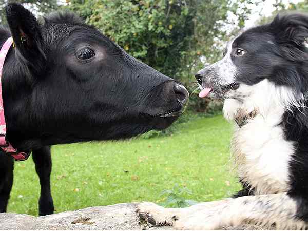 note ban animal2 note ban animal2