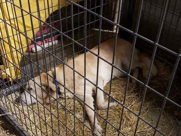note ban animal4 note ban animal4