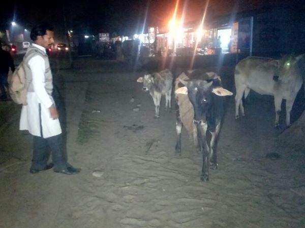 गाय-प्रेम की वजह से छोड़ गई थी पत्नी