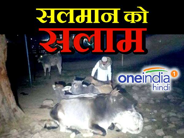 आवारा गायों के लिए रात में मसीहा की तरह आते हैं सलमान