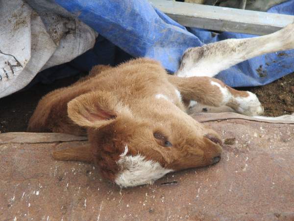 calf death calf death