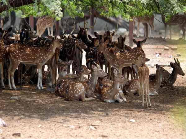 delhi delhi
