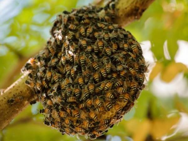 bee bee