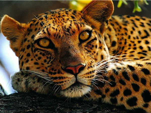 Leopard Mauls 4-Year-Old Girl To Death In Gujarat Village Leopard Mauls 4-Year-Old Girl To Death In Gujarat Village