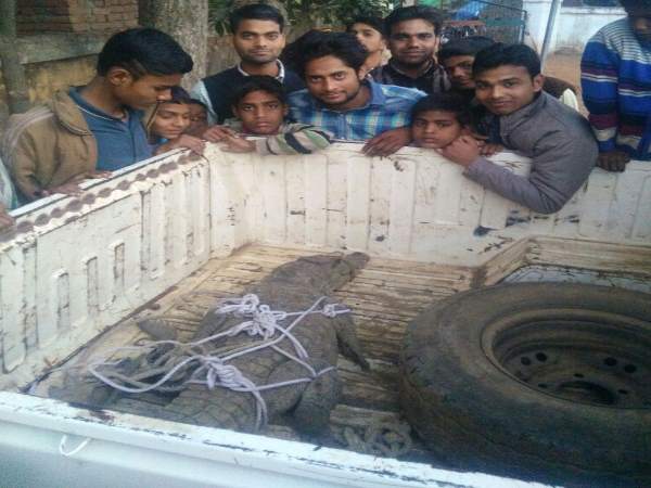 मिर्जापुर: मियां-बीबी रात में घर में सो रहे थे, तभी घर में घुस गया मगरमच्छ मिर्जापुर: मियां-बीबी रात में घर में सो रहे थे, तभी घर में घुस गया मगरमच्छ