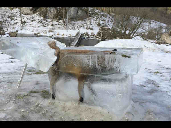 Germany’s frozen fox extracted from upper reaches of Danube Germany’s frozen fox extracted from upper reaches of Danube