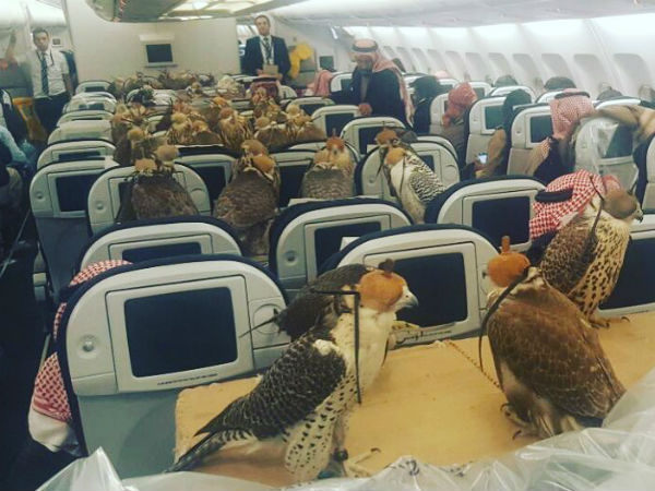Saudi prince buys 80 plane tickets for unusual guests Saudi prince buys 80 plane tickets for unusual guests