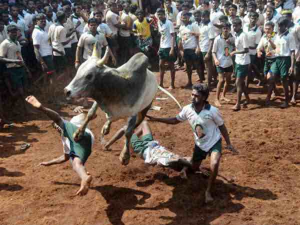 jallikattu सुप्रीम कोर्ट के प्रतिबंध के बावजूद तमिलनाडु के कई गांवों में खेला जा रहा है जानलेवा जल्लीकट्टू खेल jallikattu सुप्रीम कोर्ट के प्रतिबंध के बावजूद तमिलनाडु के कई गांवों में खेला जा रहा है जानलेवा जल्लीकट्टू खेल