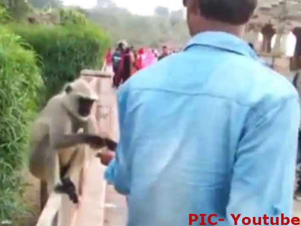 जोधपुर में एक शख्स ने खाना खिलाकर बंदर के साथ की दरिंदगी, वायरल हुआ VIDEO जोधपुर में एक शख्स ने खाना खिलाकर बंदर के साथ की दरिंदगी, वायरल हुआ VIDEO