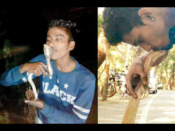 Navi Mumbai Man Kisses Rescued Cobra, Gets Bitten And Dies Navi Mumbai Man Kisses Rescued Cobra, Gets Bitten And Dies