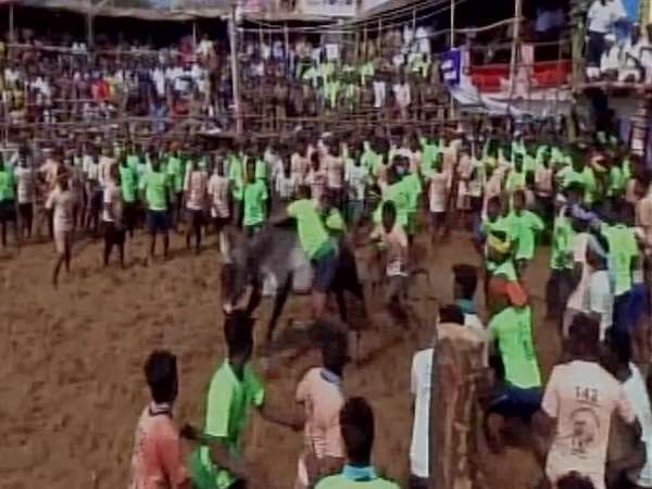 जलीकट्टू के आयोजन के दौरान तमिलनाडु में 49 घायल जलीकट्टू के आयोजन के दौरान तमिलनाडु में 49 घायल