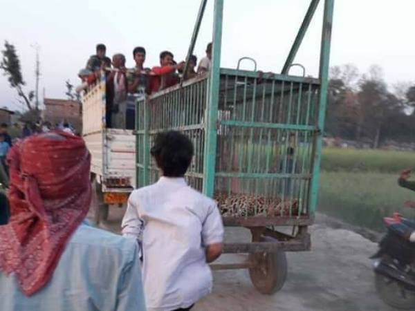 9 घंटे तक चला तेंदुए का तांडव,जान बचाने के लिए भागते रहे लोग 9 घंटे तक चला तेंदुए का तांडव,जान बचाने के लिए भागते रहे लोग