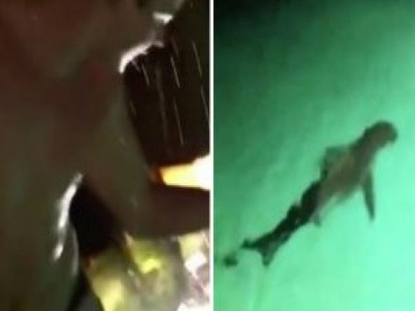 Video: when man jump into pool full with shark, what happen next will shocked you Video: when man jump into pool full with shark, what happen next will shocked you