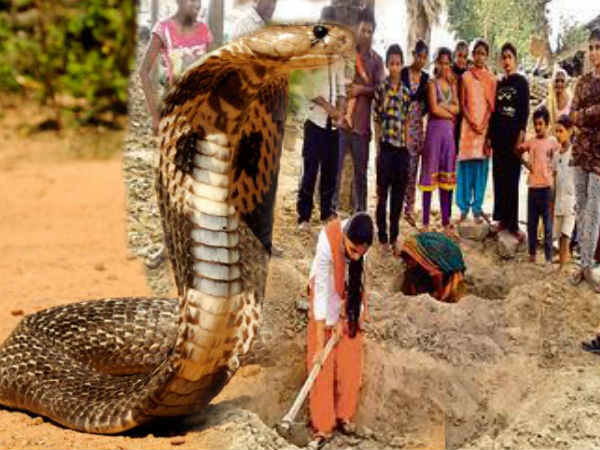 बाप को बार-बार डंसता था सांप, बेटी ने किया ऐसा काम कि चारों तरफ हो रही है तारीफ बाप को बार-बार डंसता था सांप, बेटी ने किया ऐसा काम कि चारों तरफ हो रही है तारीफ