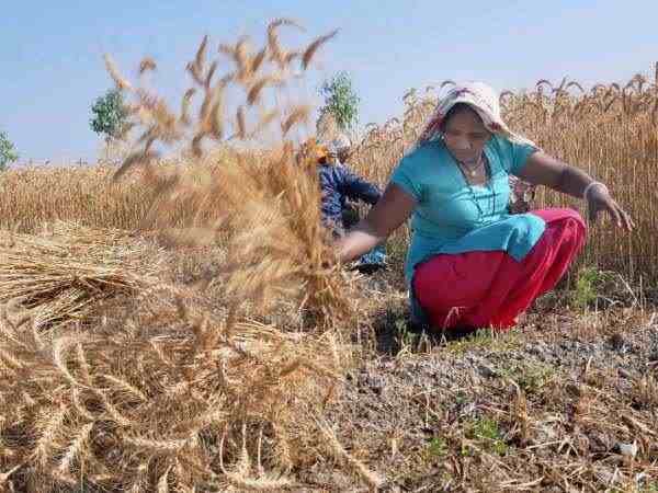 9- सरकार 80 लाख मीट्रिक टन गेंहू खरीदेगी
