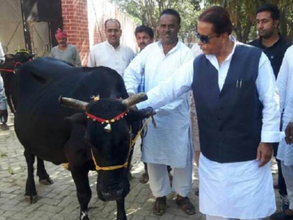 आजम खान ने शंकराचार्य को लौटा दी तोहफे में मिली गाय, कहा- कोई भी कर सकता है हत्या आजम खान ने शंकराचार्य को लौटा दी तोहफे में मिली गाय, कहा- कोई भी कर सकता है हत्या