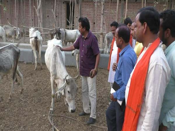 बहराइचः डॉक्टर गौरक्षा के नाम पर करता रहा ये पाप, जानिए गाय से लाभ कमाने का क्या निकाला फॉर्मूला! बहराइचः डॉक्टर गौरक्षा के नाम पर करता रहा ये पाप, जानिए गाय से लाभ कमाने का क्या निकाला फॉर्मूला!