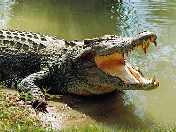 6 year-old girl hits crocodile with a bamboo stick to save friend 6 year-old girl hits crocodile with a bamboo stick to save friend