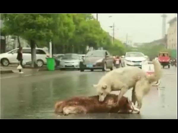 Dog stays by side of its dead friend & keeps trying to wake it up, video viral Dog stays by side of its dead friend & keeps trying to wake it up, video viral
