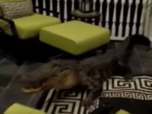 alligator alligator