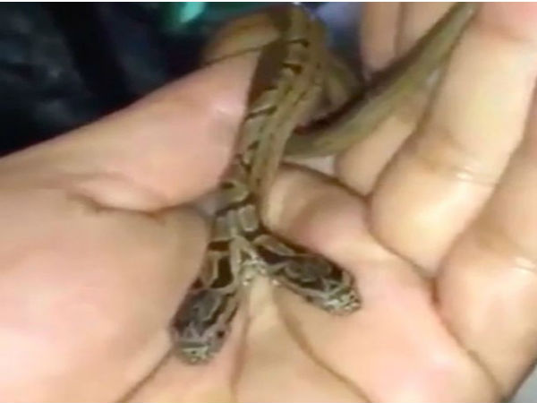 Watch horrible video: Snake with Two head is a real-life monster Watch horrible video: Snake with Two head is a real-life monster