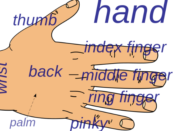 1. मणिबंध यानी कलाई के ऊपर
